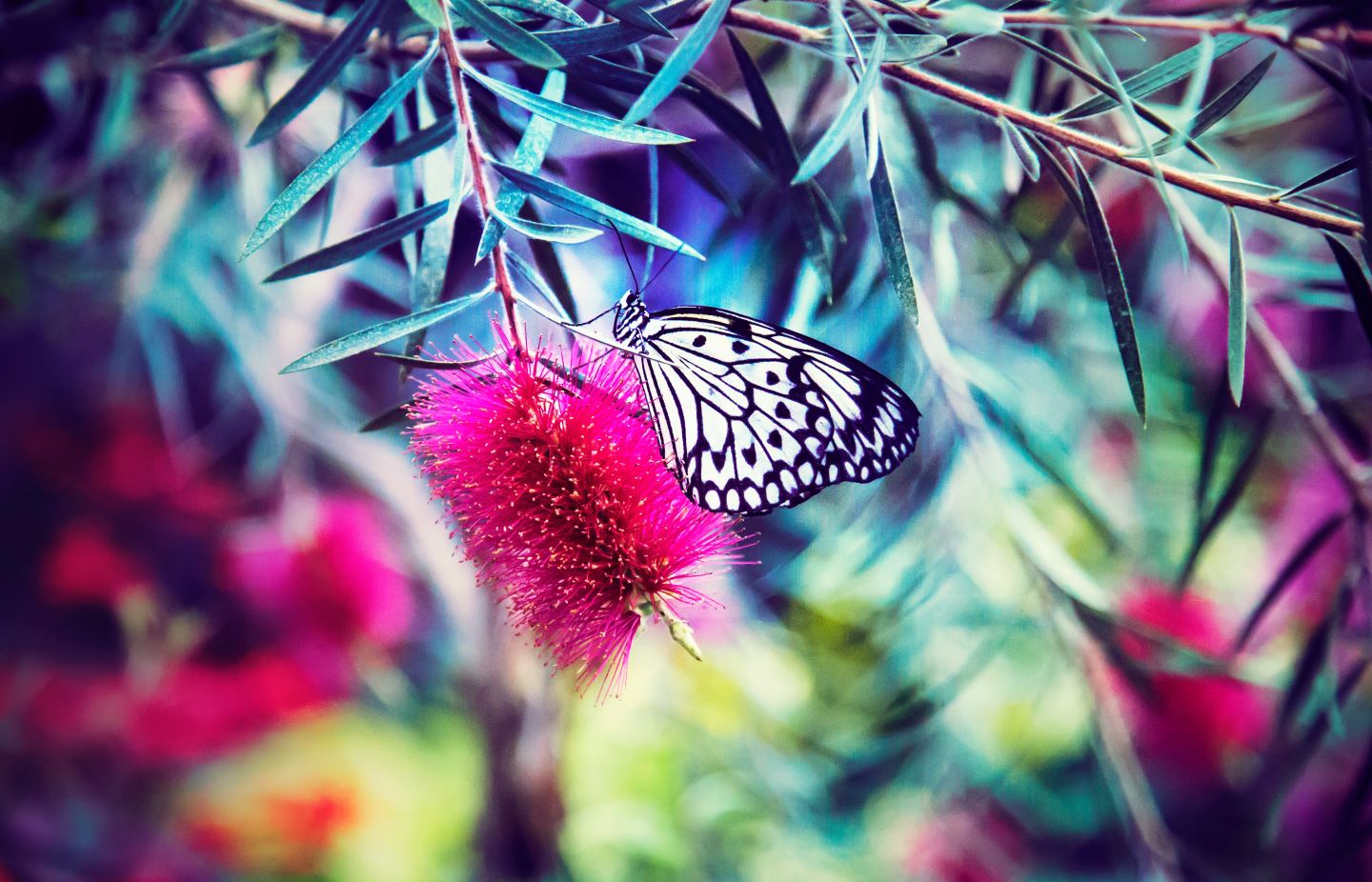 unsplash-melissa-chabot-butterfly-on-pink-flower