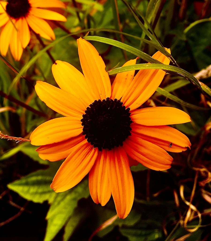 yellow flower - centre of the world